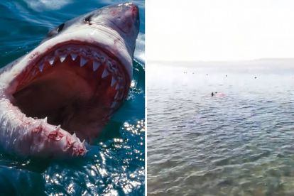 Shocking video shows aftermath of shark attack which took tourist's life